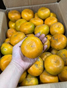 Jeruk 1 Kg