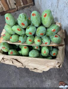 Mangga Indramayu 1 Kg